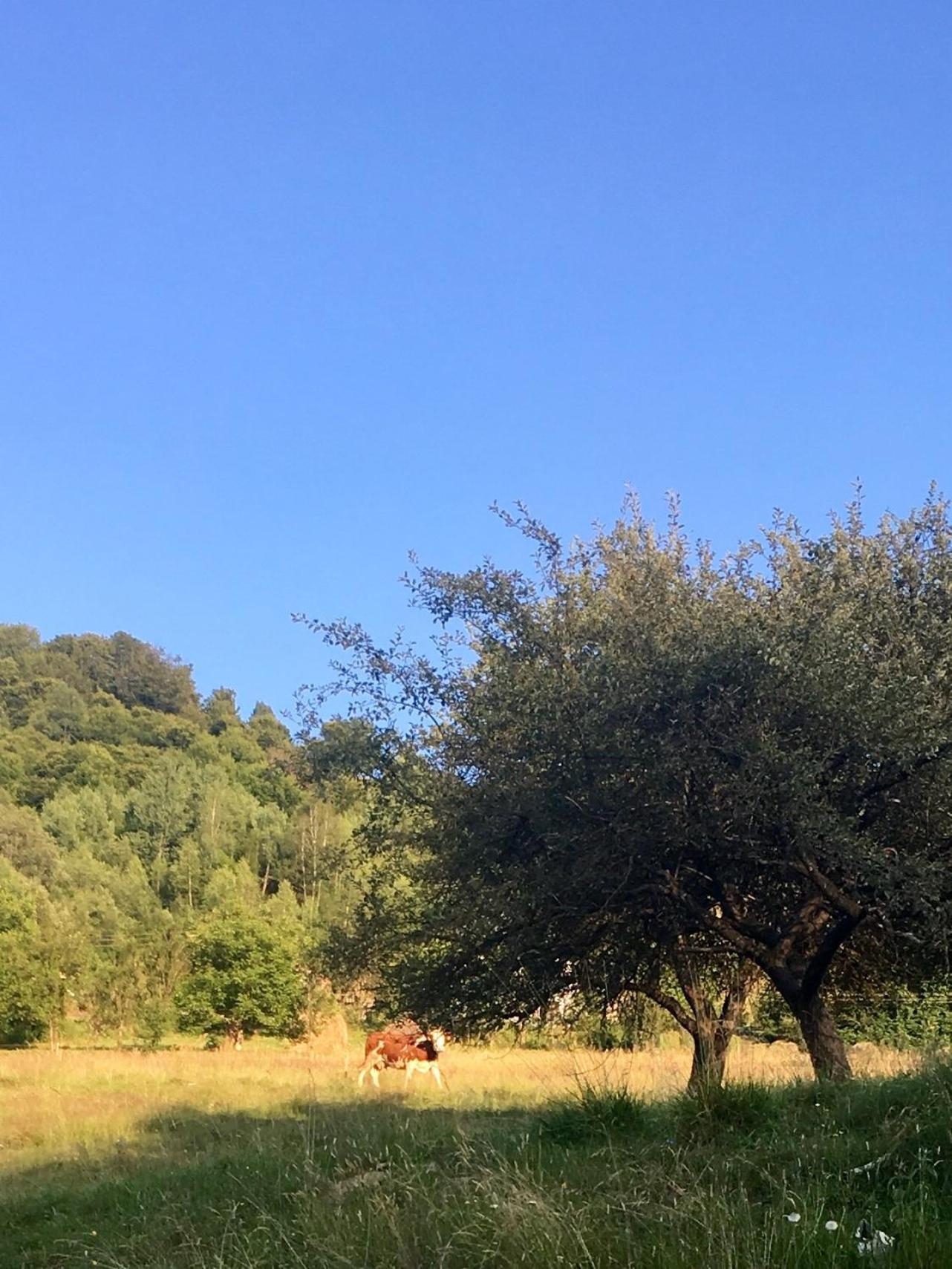 Cabana Baraj Apuseni Mountains Mihoesti Exterior foto